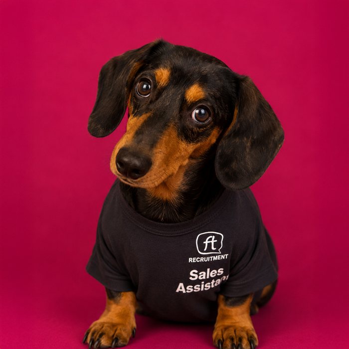 Sales Assistant — the FT Recruitment dog